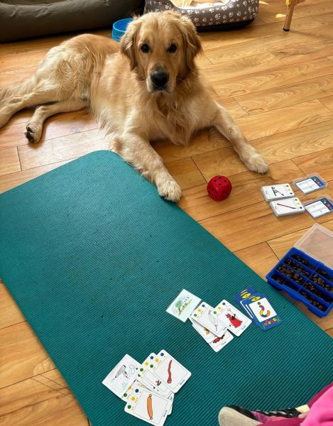 files/zentrumfiles/Therapiehunde3.jpg